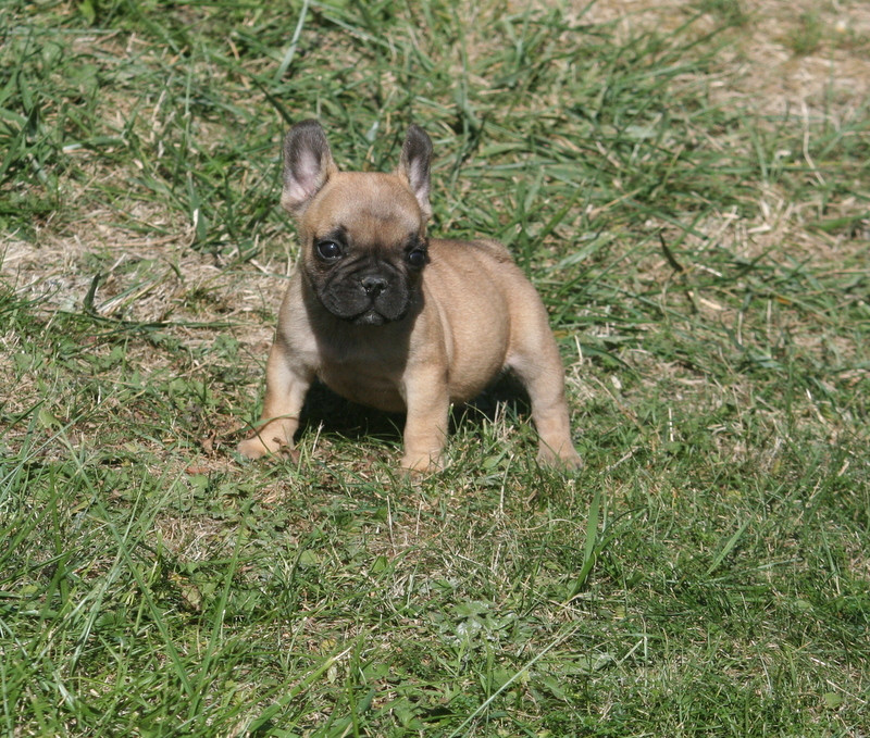 du clos des Obiers - Chiots disponibles - Bouledogue français