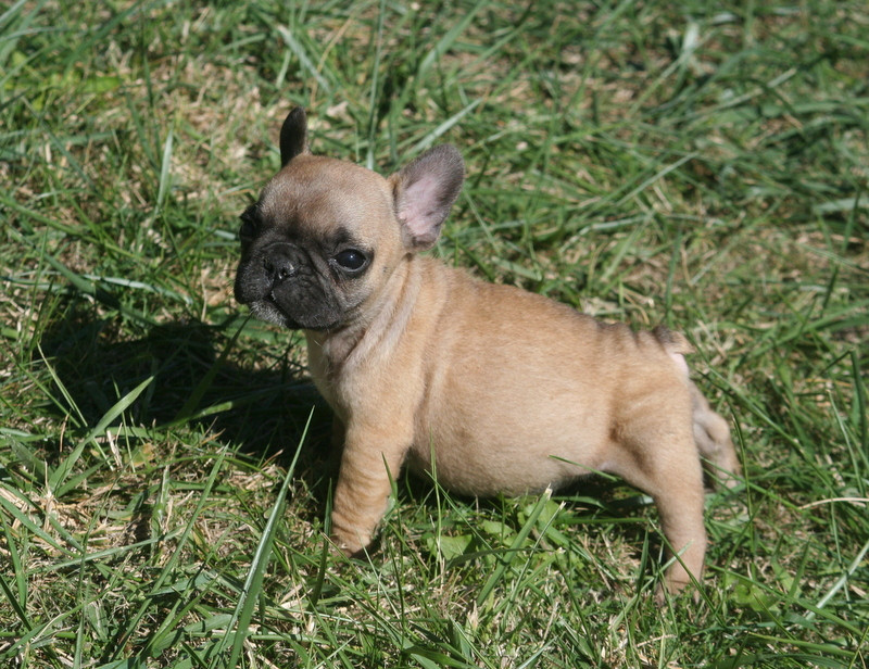 du clos des Obiers - Chiots disponibles - Bouledogue français
