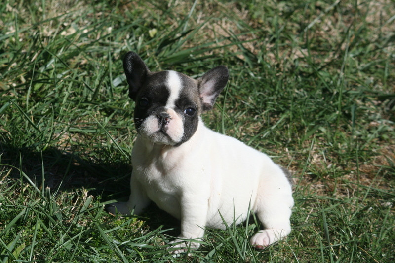 du clos des Obiers - Chiots disponibles - Bouledogue français