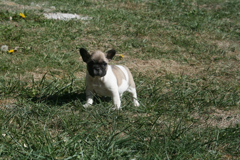 du clos des Obiers - Chiots disponibles - Bouledogue français