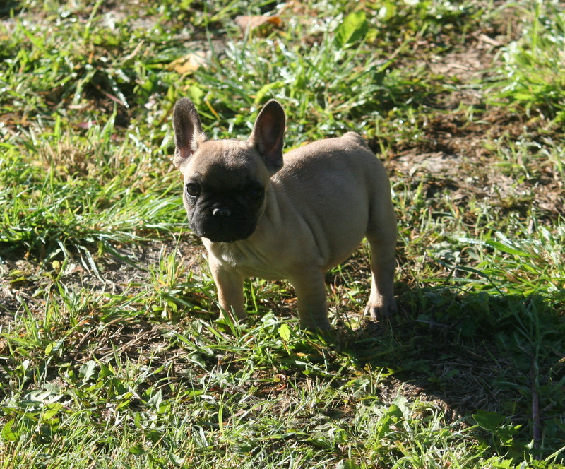 du clos des Obiers - Chiots disponibles - Bouledogue français