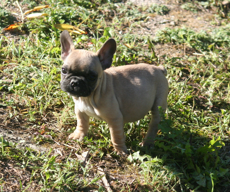 du clos des Obiers - Chiots disponibles - Bouledogue français