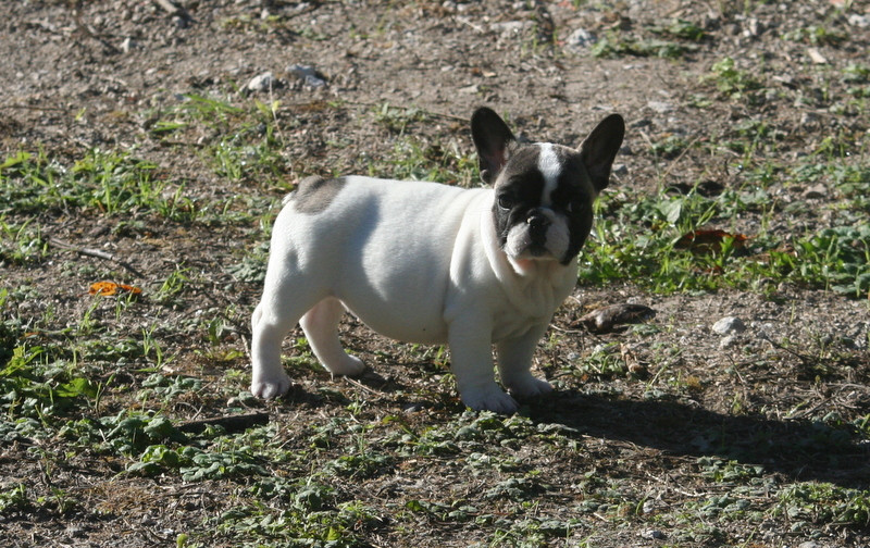 du clos des Obiers - Chiots disponibles - Bouledogue français