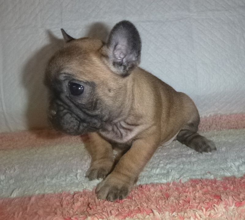 du clos des Obiers - Chiots disponibles - Bouledogue français