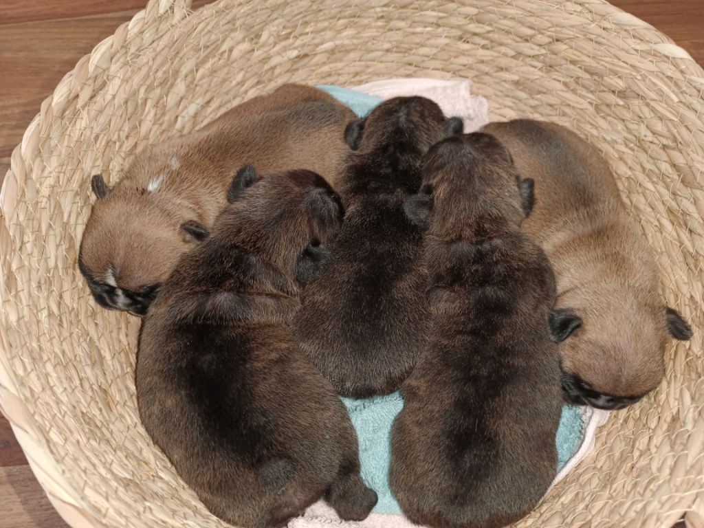 Chiot Bouledogue français du clos des Obiers