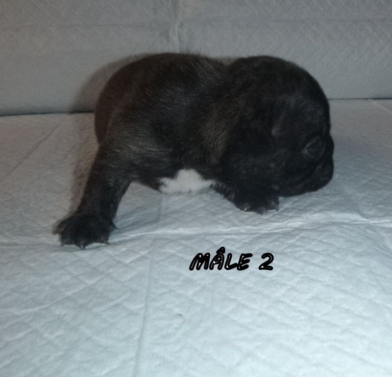 du clos des Obiers - Chiots disponibles - Bouledogue français