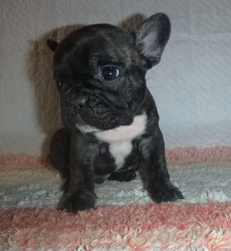 du clos des Obiers - Chiots disponibles - Bouledogue français