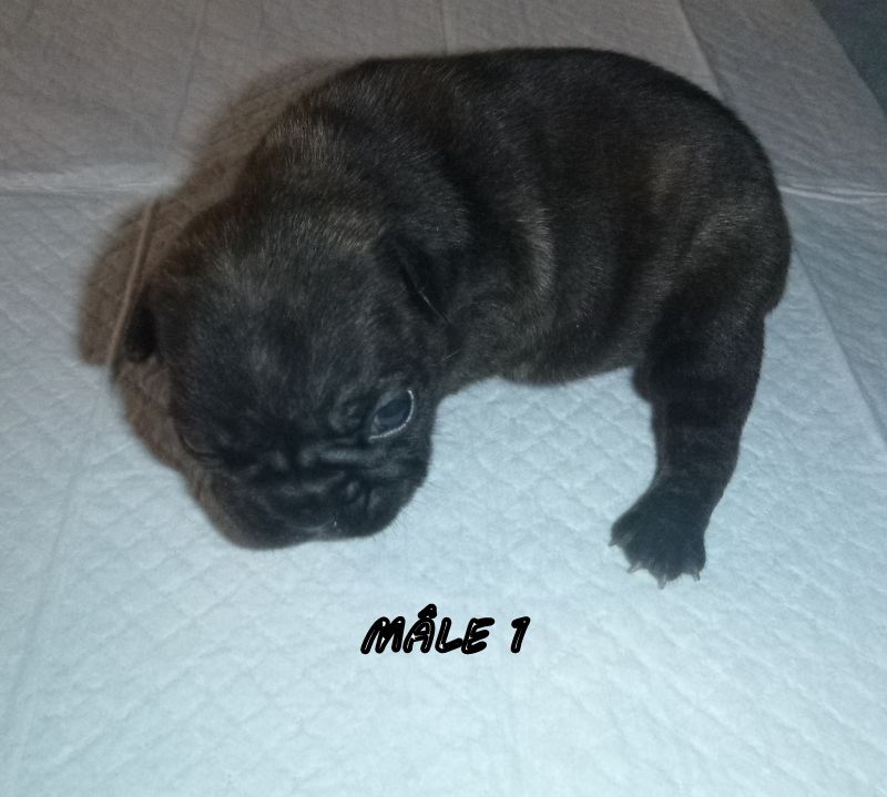du clos des Obiers - Chiots disponibles - Bouledogue français