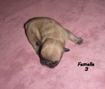 CHIOT 3