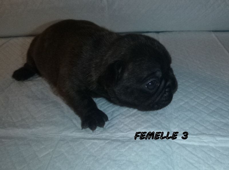 du clos des Obiers - Chiots disponibles - Bouledogue français